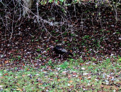 Great Smoky Mountains National Park