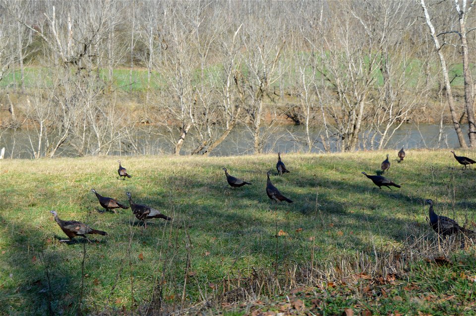 Turkeys in a small meadow between Federal Road and the North Fork of the Holston River, southwest of Mendota, in extreme western Washington County, Virginia, United States.  Comparatively poor quality