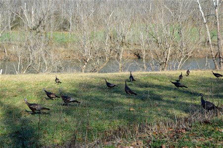 Turkeys in a small meadow between Federal Road and the North Fork of the Holston River, southwest of Mendota, in extreme western Washington County, Virginia, United States. Comparatively poor quality photo