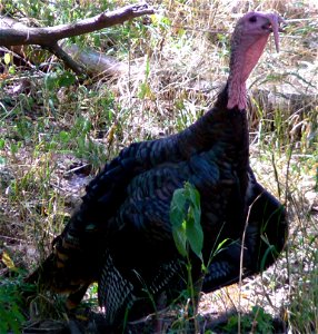 Meleagris gallopavo (Wild Turkey)
