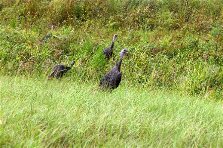 Four wild turkeys walk through tall grass at NASA’s Kennedy Space Center in Florida.
Kennedy shares a boundary with the Merritt Island National Wildlife Refuge. The Refuge encompasses 140,000 acres th