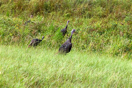 Four wild turkeys walk through tall grass at NASA’s Kennedy Space Center in Florida. Kennedy shares a boundary with the Merritt Island National Wildlife Refuge. The Refuge encompasses 140,000 acres th photo