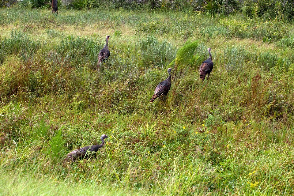 Four wild turkeys walk through tall grass at NASA’s Kennedy Space Center in Florida.
Kennedy shares a boundary with the Merritt Island National Wildlife Refuge. The Refuge encompasses 140,000 acres th