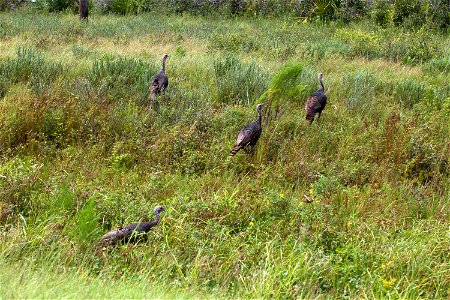 Four wild turkeys walk through tall grass at NASA’s Kennedy Space Center in Florida. Kennedy shares a boundary with the Merritt Island National Wildlife Refuge. The Refuge encompasses 140,000 acres th photo