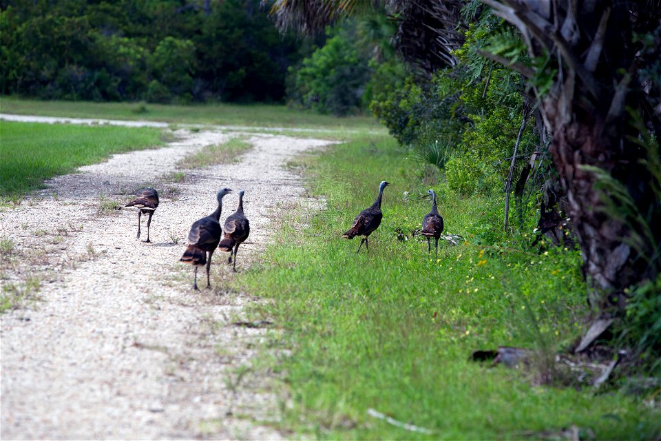 Wild turkeys congregate in an area north of NASA's Kennedy Space Center near the Merritt Island National Wildlife Refuge (MINWR) in Florida. The bird is one of more than 330 native and migratory bird 