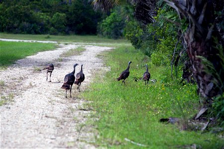 Wild turkeys congregate in an area north of NASA's Kennedy Space Center near the Merritt Island National Wildlife Refuge (MINWR) in Florida. The bird is one of more than 330 native and migratory bird 