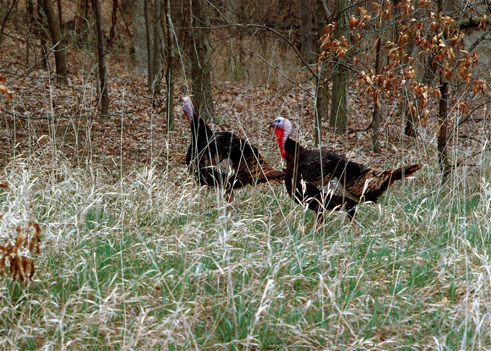 Wild turkeys in the woods in Van Buren County.