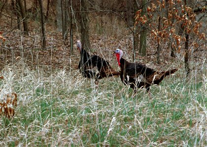 Wild turkeys in the woods in Van Buren County. photo