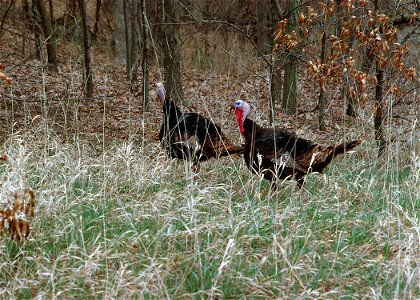 Wild turkeys in the woods in Van Buren County.