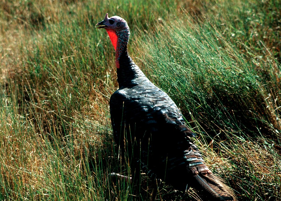 Wild turkey in native grass in southern Iowa.