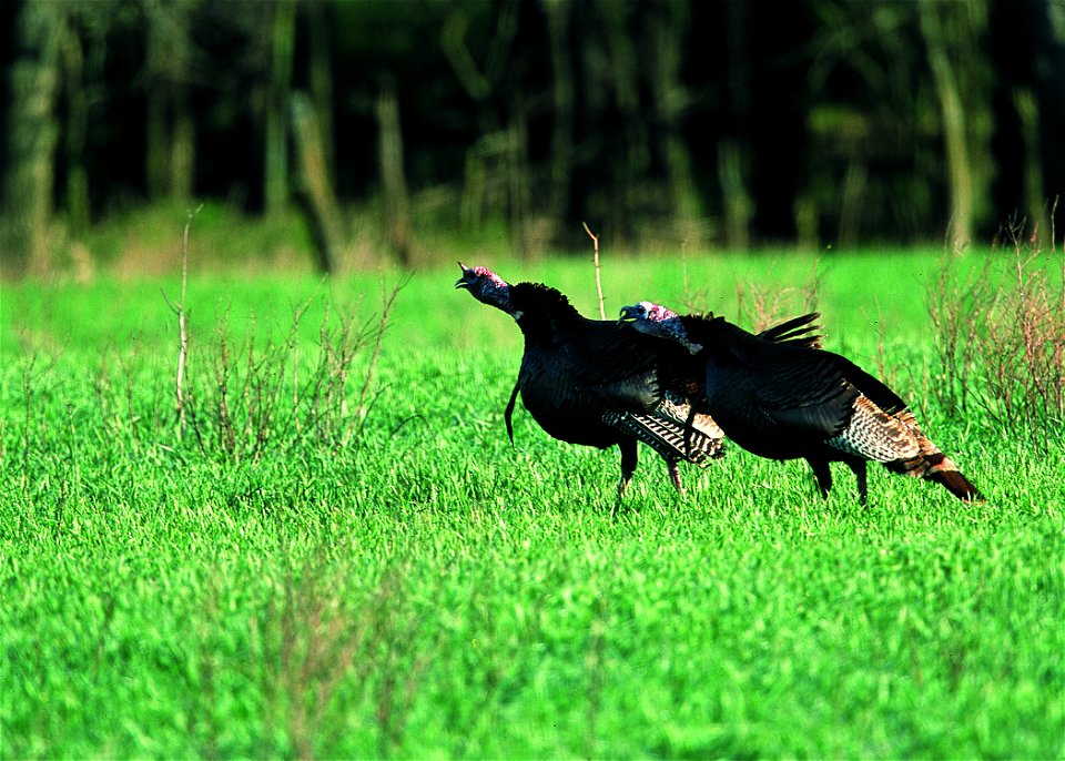 Wild turkeys in farm field near Manhattan, Kansas.