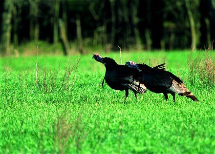 Wild turkeys in farm field near Manhattan, Kansas.