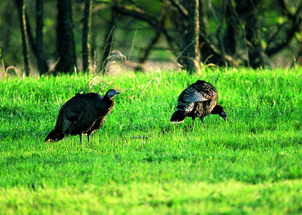 Wild turkeys feeding in wheat field.  Kansas.