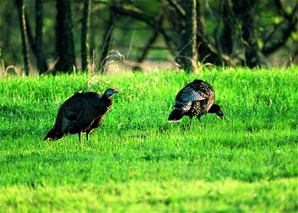 Wild turkeys feeding in wheat field. Kansas. photo