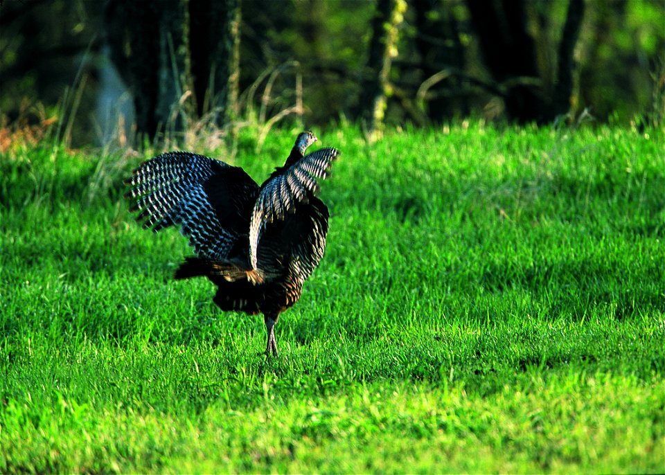 Wild turkeys feeding in wheat field.  Kansas.
