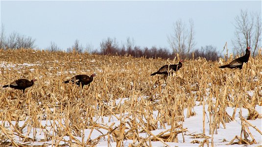 Wild Turkeys in a private farm field adjacent to the Missisquoi NWR, Vermont


Credit: USFWS