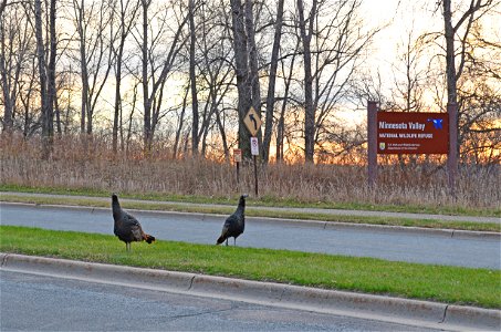 Wild turkey are ready to greet you at Minnesota Valley National Wildlife Refuge. Now is a great time to get outside! Photo by Mara Koenig/USFWS. photo