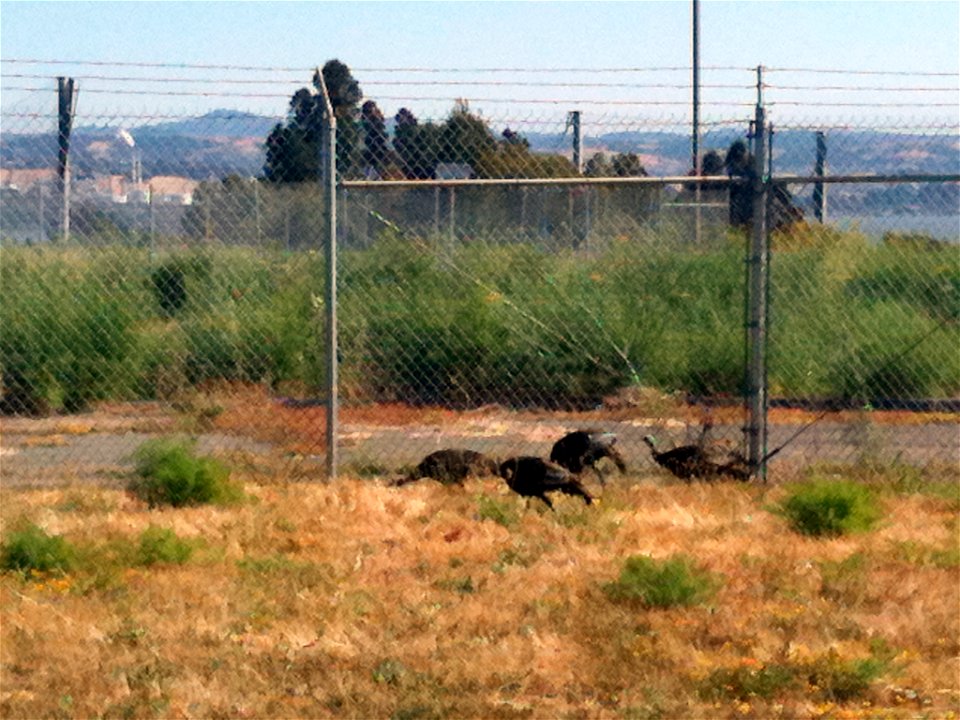 Wild turkeys roam around in the grass near a fence, at the Forest Service, Regional Office of the Pacific Southwest Region (Region 5). Photo by Bill Williams using iPhone.