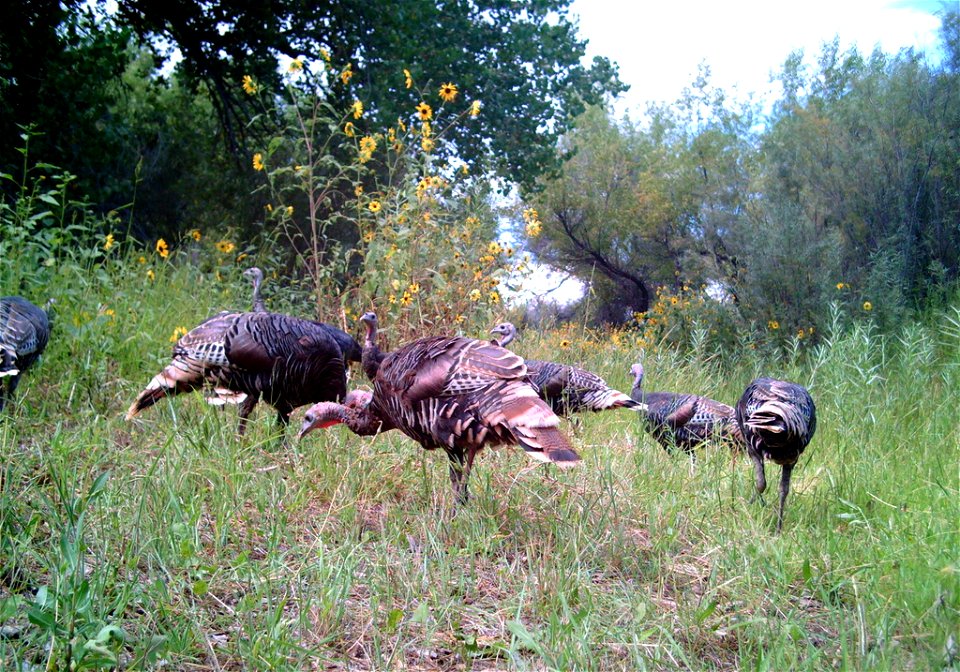 Bosque del Apache National Wildlife Refuge, NM
Camera trap project by Matt Farley, Jennifer Miyashiro, and J.N. Stuart.

Photo: J.N. Stuart, Creative Commons