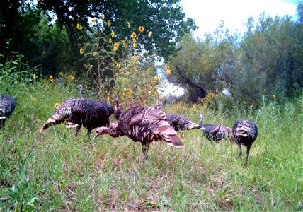 Bosque del Apache National Wildlife Refuge, NM Camera trap project by Matt Farley, Jennifer Miyashiro, and J.N. Stuart. Photo: J.N. Stuart, Creative Commons photo