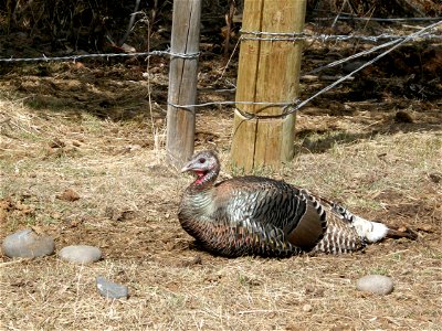 Turkey sitting near fence. April 2008.