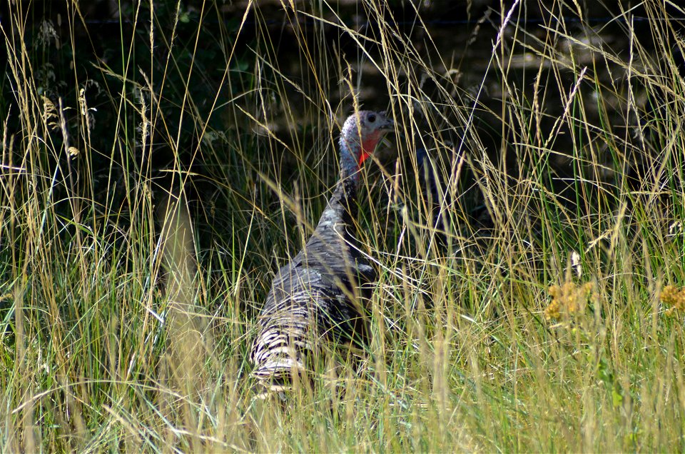 Young turkey. August 2011.