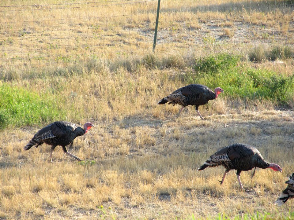 Wild turkeys in Fallon County, Montana, August 2012.