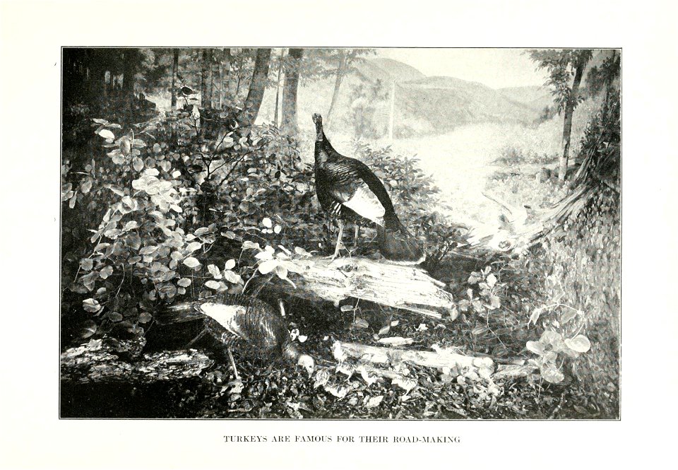 The human side of birds,  by Royal Dixon; with four illustrations in colours by S. H. Wainwright, jr., and with thirty-two illustrations from photographs.