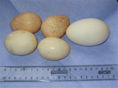 2 turkey eggs (top), 2 duck eggs, 1 goose egg(the ruler scaled in centimetres) photo
