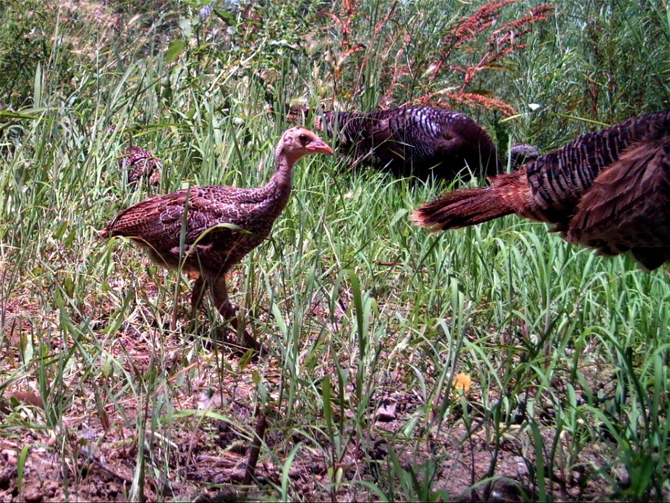 Bosque del Apache National Wildlife Refuge, NM
Camera trap project by Matthew Farley, Jennifer Miyashiro and James Stuart

Photo made available by J.N. Stuart, Creative Commons
