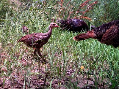 Bosque del Apache National Wildlife Refuge, NM Camera trap project by Matthew Farley, Jennifer Miyashiro and James Stuart Photo made available by J.N. Stuart, Creative Commons photo