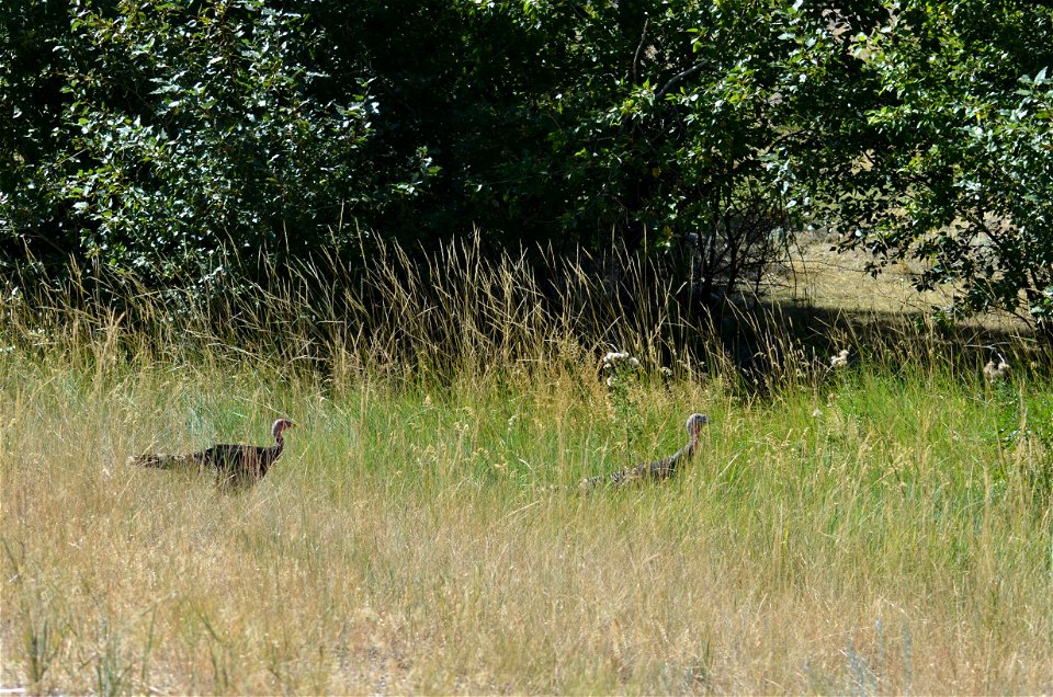 Young turkeys. August 2011.