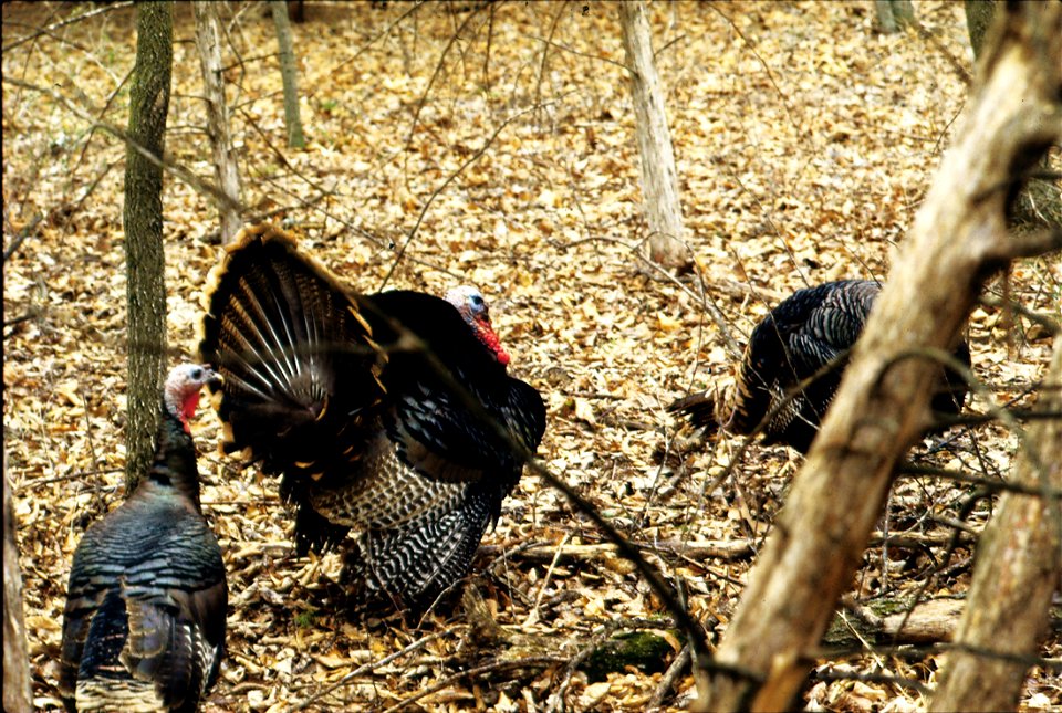 Wild turkeys in Van Buren County, Iowa. Wild turkeys have made a comeback in Iowa late in the 1900's, with efforts by private landowners and the Iowa Department of Natural Resources.