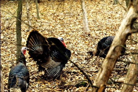 Wild turkeys in Van Buren County, Iowa. Wild turkeys have made a comeback in Iowa late in the 1900's, with efforts by private landowners and the Iowa Department of Natural Resources. photo