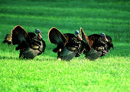 Male turkeys displaying at the edge of a wheat field in Manhattan, Kansas. photo