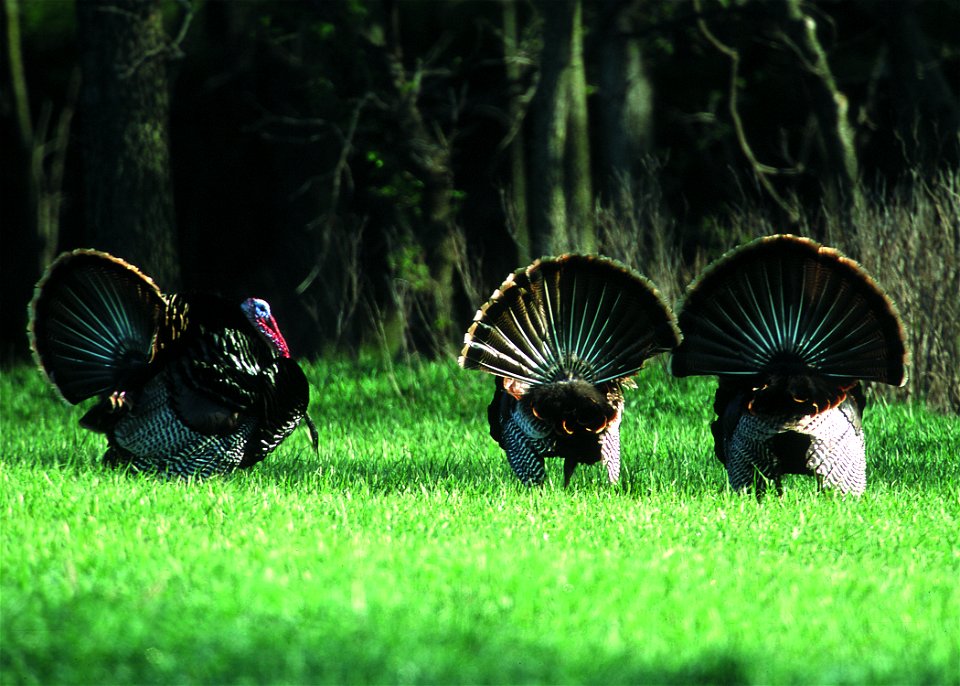 Male turkeys displaying at the edge of a wheat field in Manhattan, Kansas.