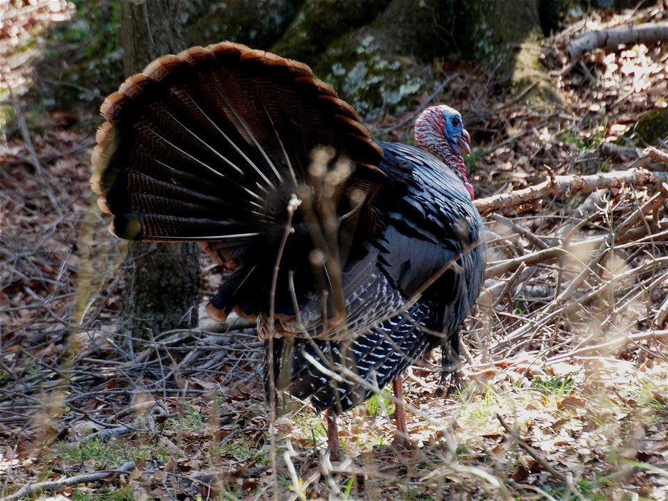 An Eastern Wild Turkey (Meleagris gallopavo) male struts to impress a nearby female. Photo taken with an Olympus E-P1 in Caldwell County, NC, USA.Cropping and post-processing performed with The GIMP.