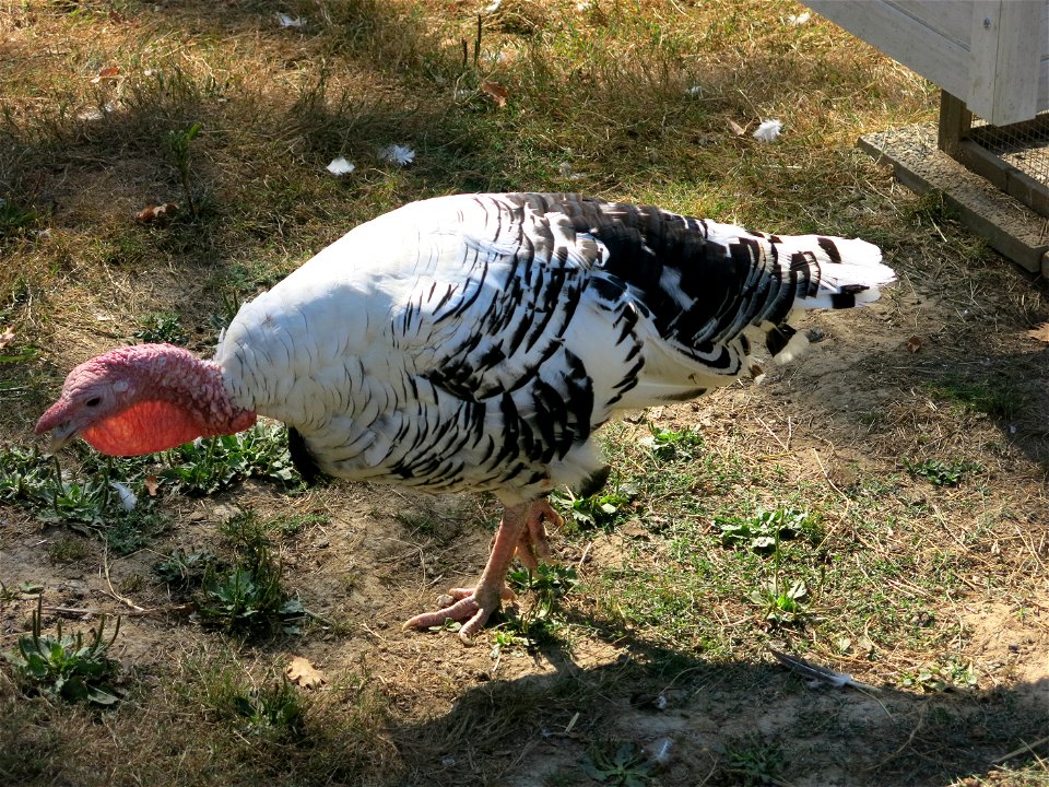 Royal Palm turkey in the zoo of the bois d'Attily (Seine-et-Marne, France).