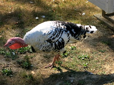 Royal Palm turkey in the zoo of the bois d'Attily (Seine-et-Marne, France).
