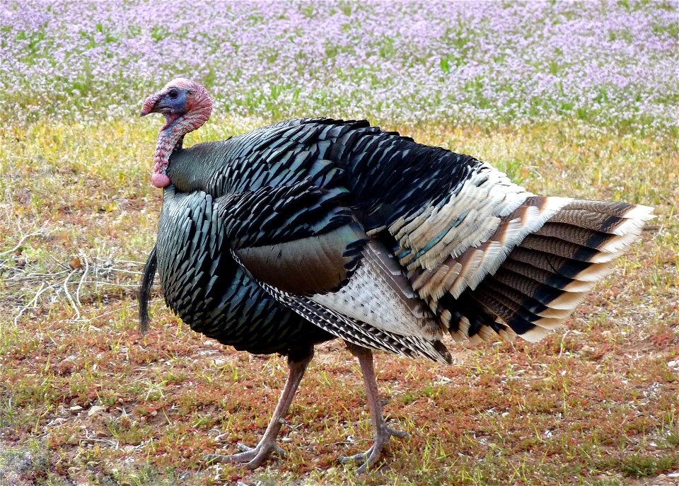 A wild turkey is covered with 5000-6000 feathers! Many of these feathers exhibit iridescence, or metallic glittering, in colors such as red, green, copper, and bronze. Males, also known as toms or gob