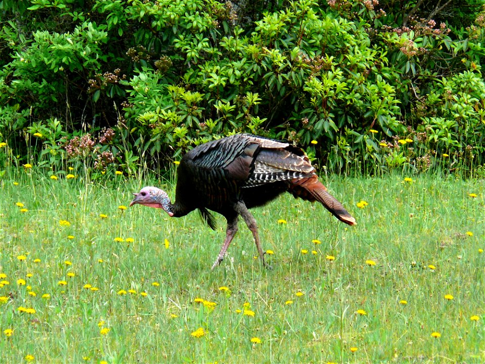 A male Eastern Wild Turkey (Meleagris gallopavo silvestris) feeding in an open field alongside the Blue Ridge Parkway near mile marker 313.Photo taken with a Panasonic Lumix DMC-FZ50 in Avery County, 