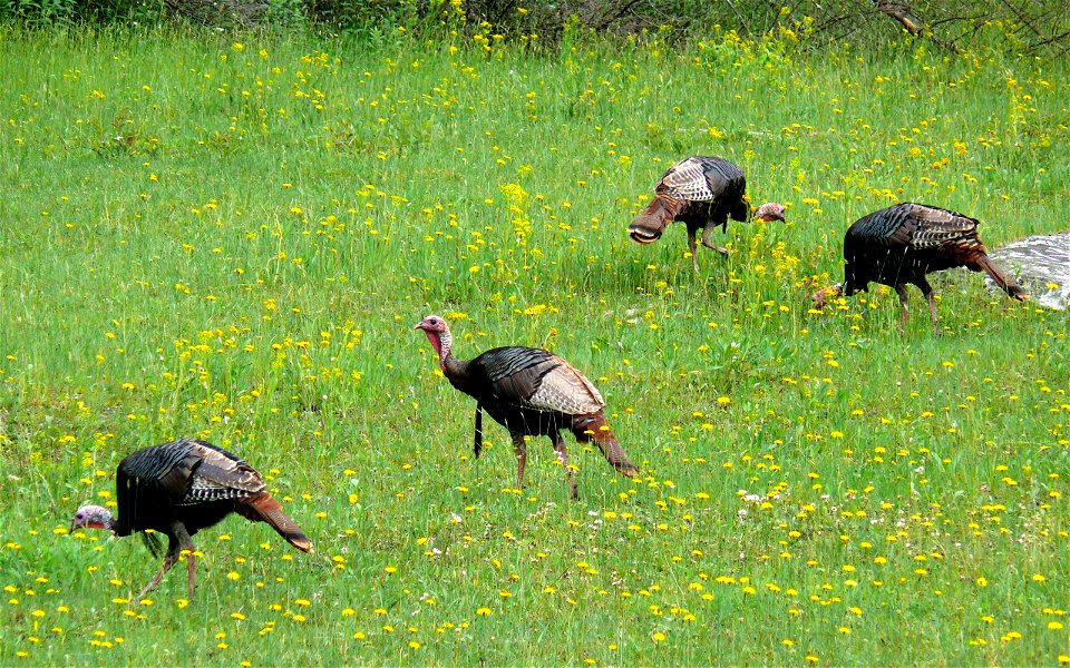 A group of male Eastern Wild Turkeys (Meleagris gallopavo silvestris) feeding in an open field alongside the Blue Ridge Parkway near mile marker 313.Photo taken with a Panasonic Lumix DMC-FZ50 in Aver