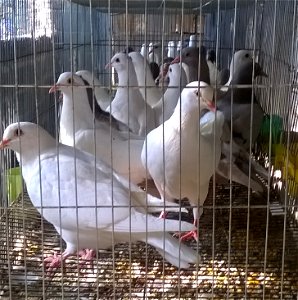 Pigeons in cage photo