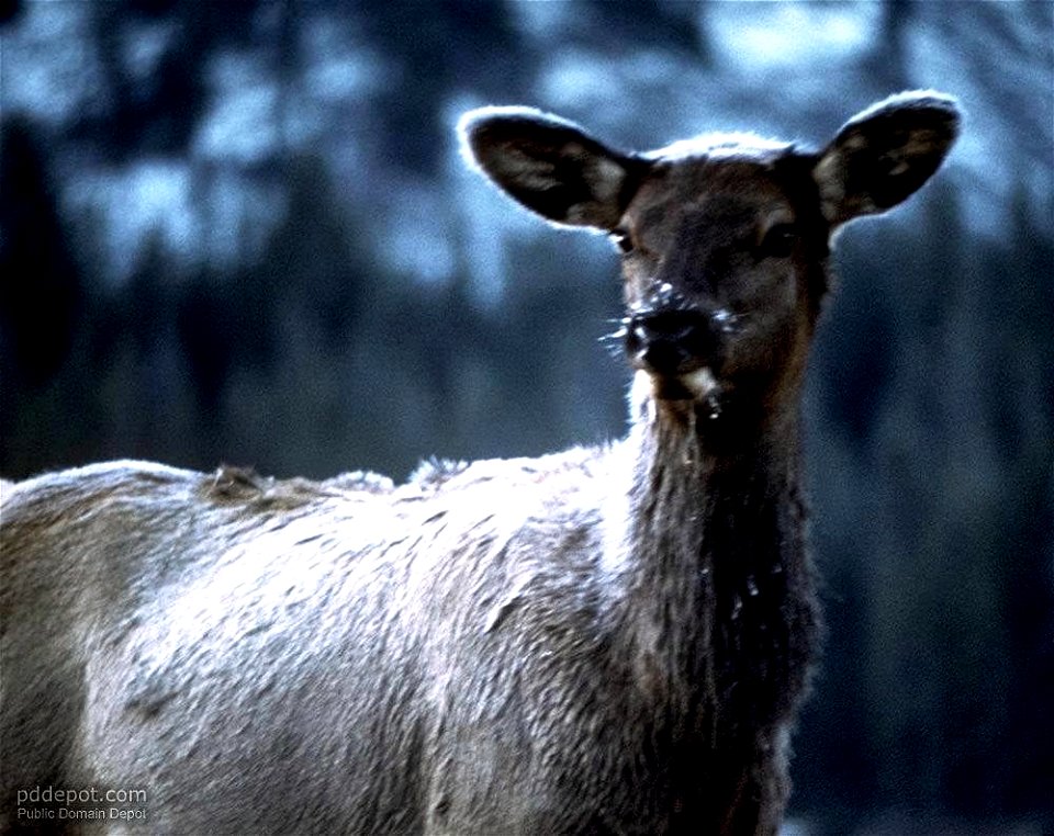 Image title: European deer female cervus elaphus hippelaphus
Image from Public domain images website, http://www.public-domain-image.com/full-image/fauna-animals-public-domain-images-pictures/deers-pu