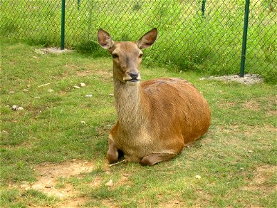 Femmina di cervo, it:Parco degli Aironi Cinerini, comune di it:Gerenzano, provincia di it:Varese