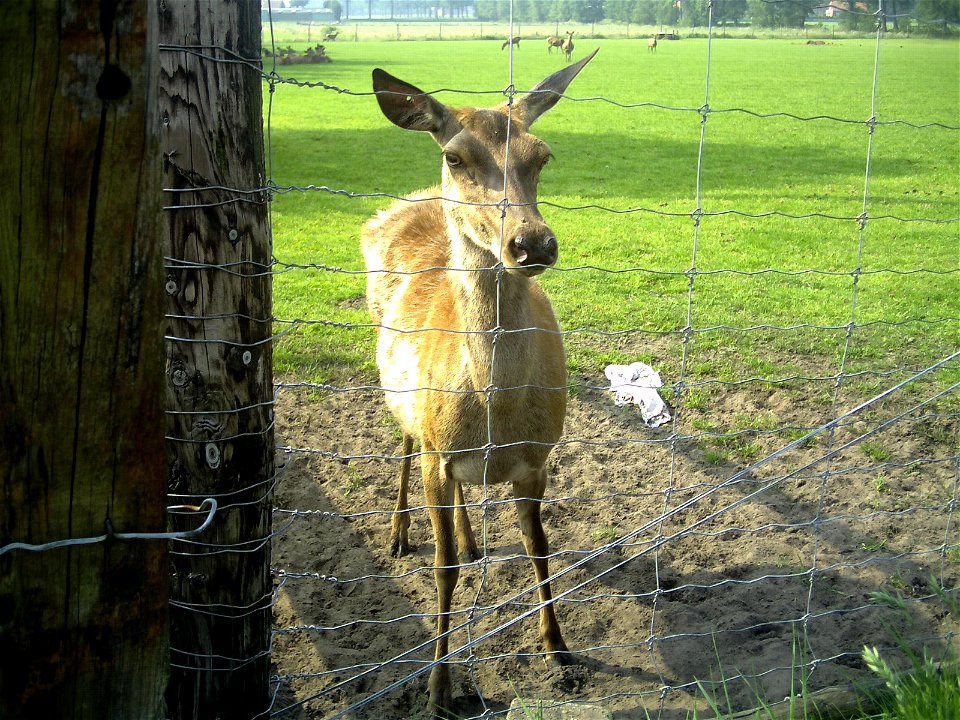 A deer in captivity in Achterbroek, Kalmthout, Belgium.