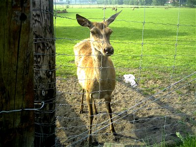 A deer in captivity in Achterbroek, Kalmthout, Belgium.