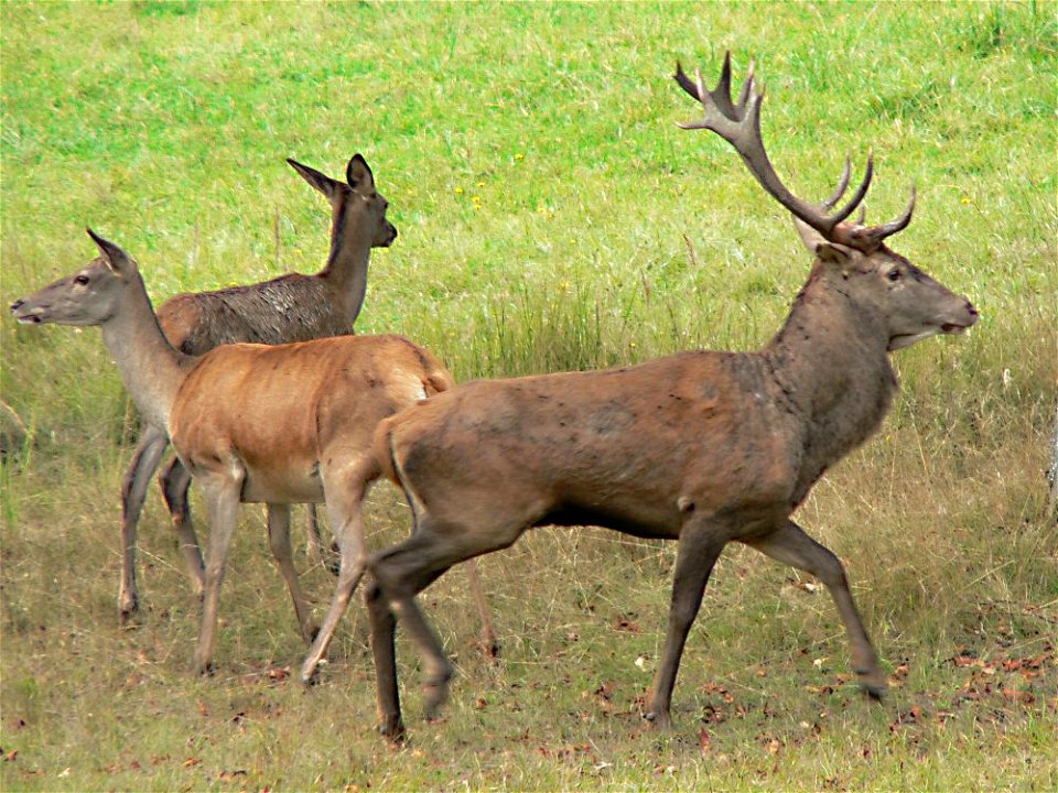  
Description: Cervus elaphus
Author: Heinz Seehagel, de:Benutzer:HaSee, from the german Wikipedia
Date: 2004-09-14
