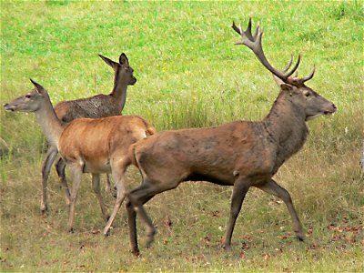  
Description: Cervus elaphus
Author: Heinz Seehagel, de:Benutzer:HaSee, from the german Wikipedia
Date: 2004-09-14