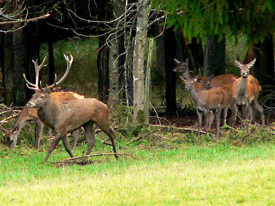  
Description: Cervus elaphus
Author: Heinz Seehagel, de:Benutzer:HaSee, from the german Wikipedia
Date: 2004-09-14